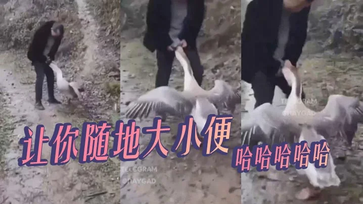 让你随地大小便，哈哈哈哈哈